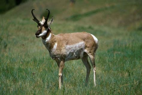 Free Picture Pronghorn Antelope Male Antilocapra Americana