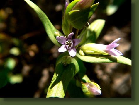 Photos Of Utah Purple Wildflowersautumn Dwarf Gentian Gentianaceae