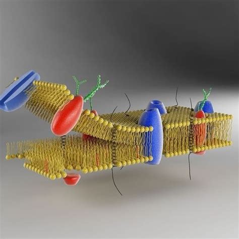 Anatomical diagram with receptor, open channel, closed gated and transport protein. Cell Membrane 3D Model animated .max - CGTrader.com