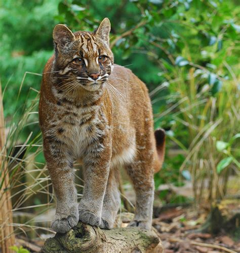 The temminck's golden cat has been exhibited sporadically by zoos. Asian golden cat - Wikipedia