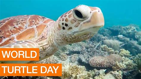 World Turtle Day Youtube