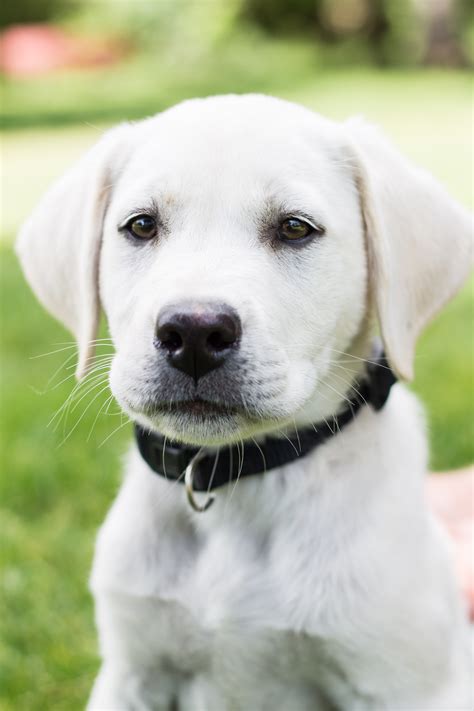 Two New White Labrador Puppies Coming Soon Puppy Steps Training