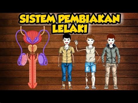 4.2 sistem pembiakan lelaki dan wanita. Tingkatan 1 | Bab 4 | Sistem Pembiakan Lelaki | # ...