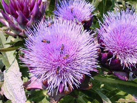 Check spelling or type a new query. Edible plants give gardeners something to 'chew on ...