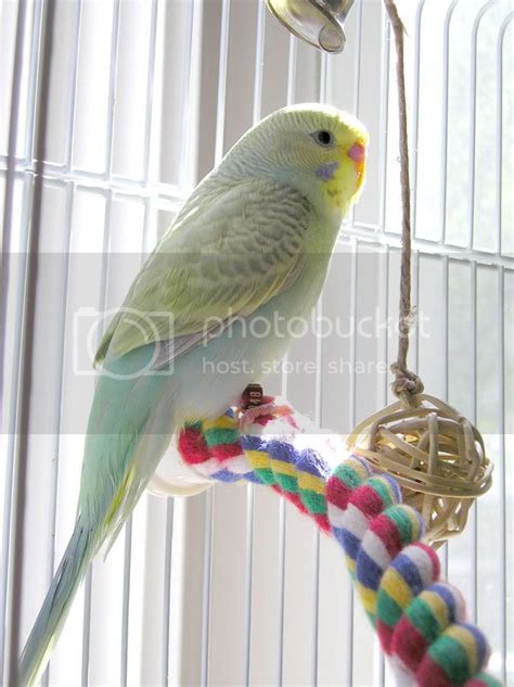 New To Budgiesand Wondering What The Oddest Color Budgie You Got