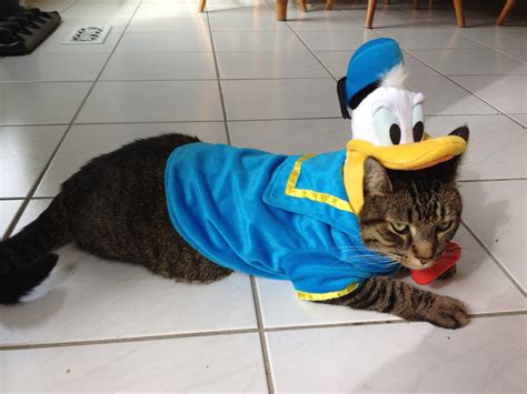My Cat Doesn T Seem To Like His Halloween Costume Very Much R Cats