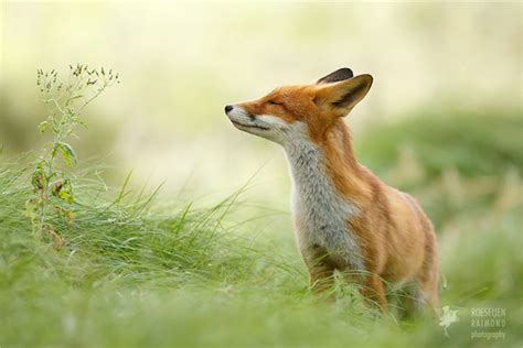 Smiling Foxes Enjoy Moments Of Pure Bliss In These Beautiful Photos