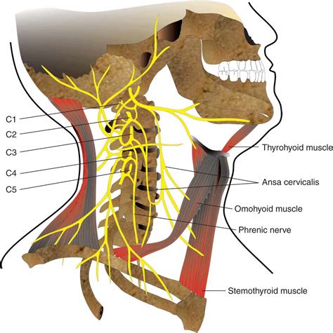 Cervical Nerve Root Anatomy