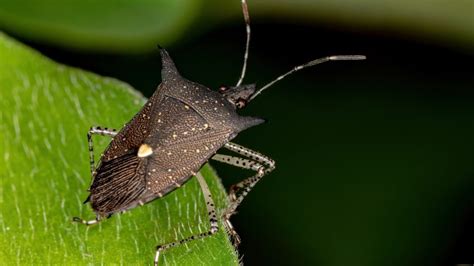 How To Get Rid Of Stink Bugs Identification And Control Guide Pest