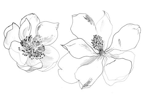 Ilustración de stock sobre magnolia floreciente.pintura acuarela. The Painted Blackbird: MAGNOLIA LOVE