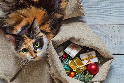 keep holiday t opening fun and safe with cats catster