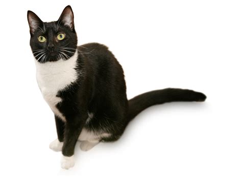 What You Must Know About The Tuxedo Cat And Its Coat Patterns