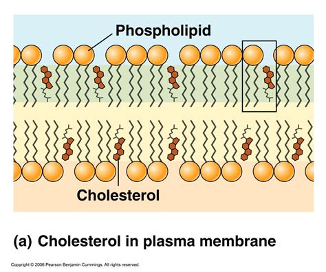 Function Of Cholesterol In Plasma Membrane Koltenkruwlittle
