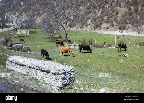 Cows On Meadow In Caucasus Mountains View From Georgian Military