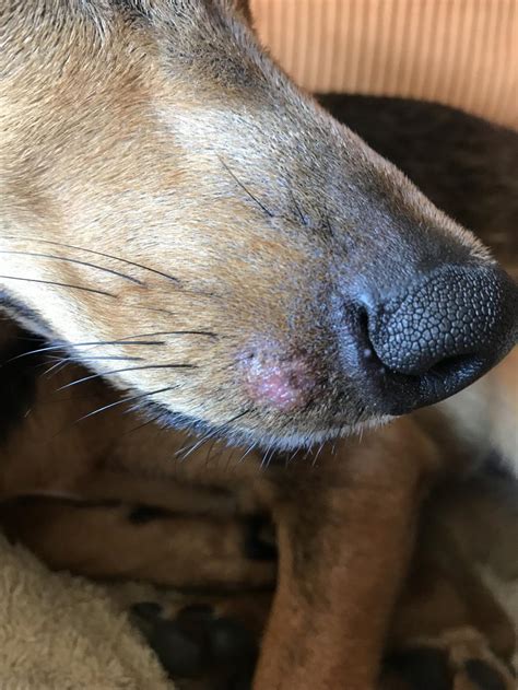 My Dog Has A Red Circular Sore On Her Mouth Around Her Whiskers It