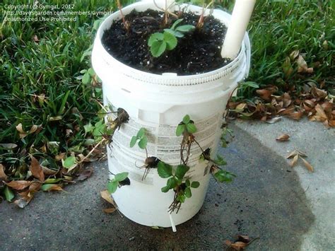 Setting up 5 gallon buckets for outdoor grow. Specialty Gardening: 5 gallon bucket gardens/planters., 1 ...