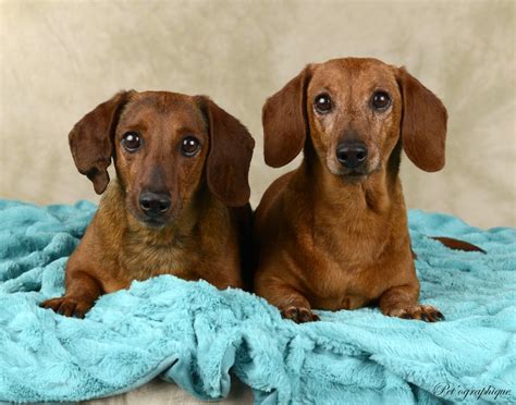 Dachshund puppies for adoption from your local north carolina animal shelter usually cost less than getting one from a specialized dachshund dog breeder. Miles & Mikey, handsome Dachshunds for adoption, brothers ...