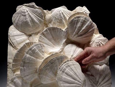 Giant Sea Scallop Seashell Fossil Interior Design White Acccent Fossils