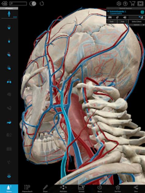 Human Anatomy Atlas 2021 Free Download For Windows