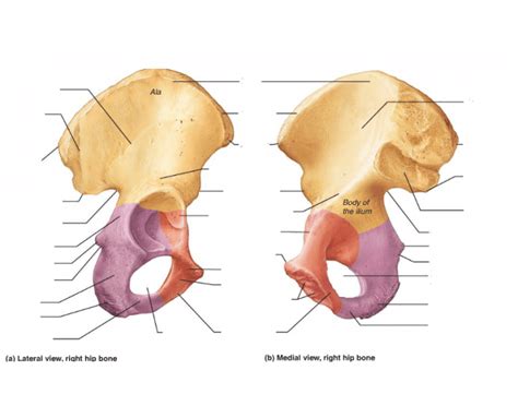 Its oblique roof is the pelvic inlet (the superior opening of the pelvis). Game Statistics - Lateral and Medial View of the Pelvis ...