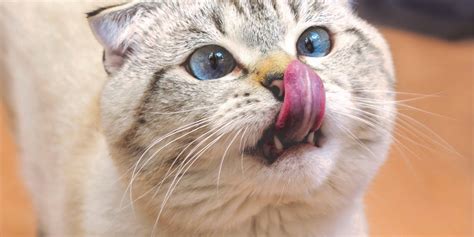 Diabetes In Cats Feline Diabetes