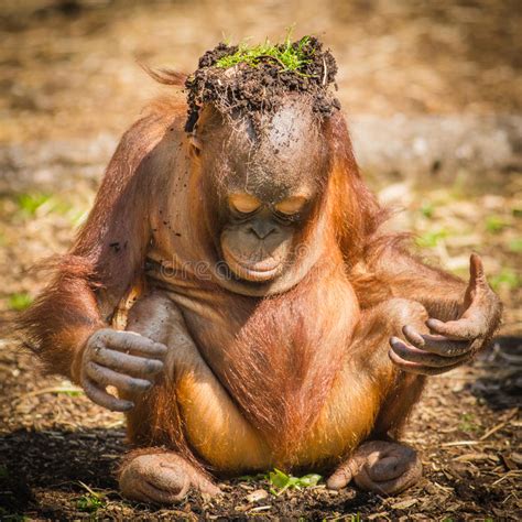 Keep Cool Orangutang Stock Photo Image Of Young Utan 47408446