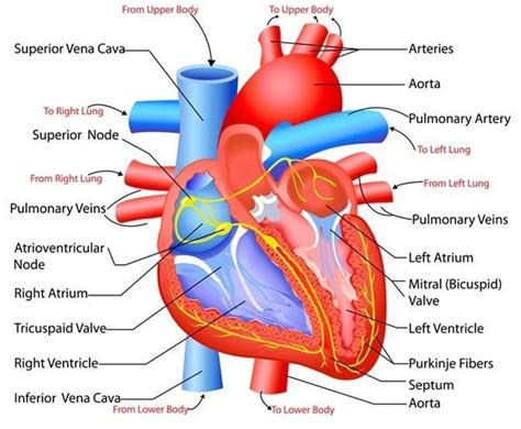 Describe The Function Of The Heart Along With Diagram