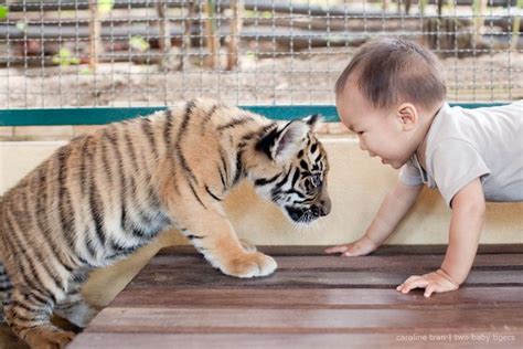 Baby Tiger Meets Baby Boy Like The Real Life Jungle Boy Baby