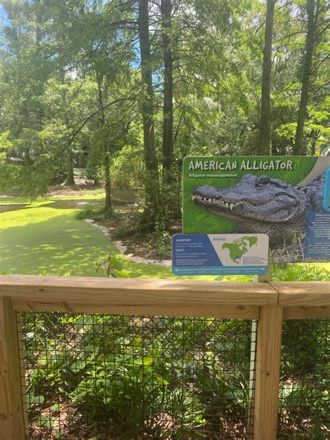 Wild Florida American Alligator Exhibit Zoochat