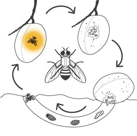 The Fruit Fly Life Cycle National Fruit Fly Council