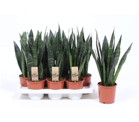 Sansevieria Trifasciata Black Coral Green Solutions