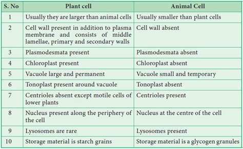 A diagram showing the differences between plant and animal cells. Difference between plant and animal cells