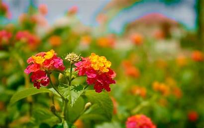 Flower Flowers Wallpapers Colorful Nature Belles Garden