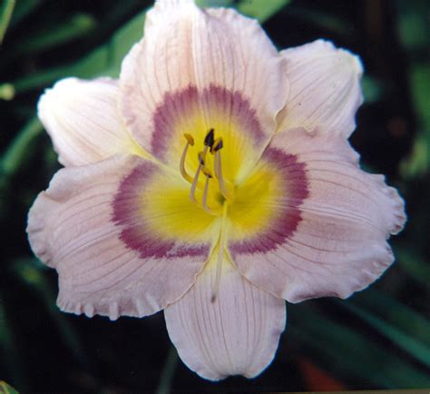 Daylily - Will Return