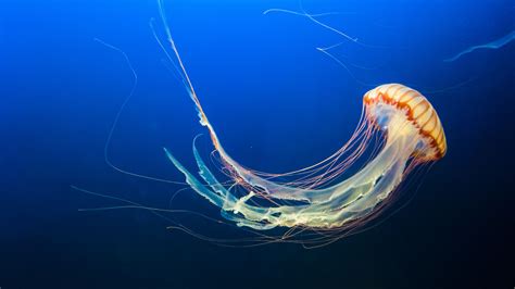 Download Wallpaper 3840x2160 Jellyfish Underwater World Tentacles