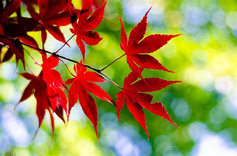 Maple Leaves Wallpapers Hd Desktop And Mobile Backgrounds