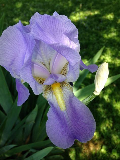 Light purple iris so pretty! | Purple iris, Purple, Light purple