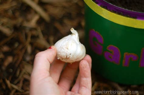 Growing Garlic Indoors - Horrible Housewife | Growing garlic, Growing bulbs indoors, Growing bulbs