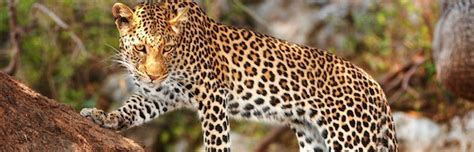 Leopard Evolution And Subspecies Feline Facts And Information