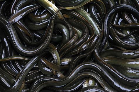 Japanese Eel Added To Endangered Species Red List Nature World News