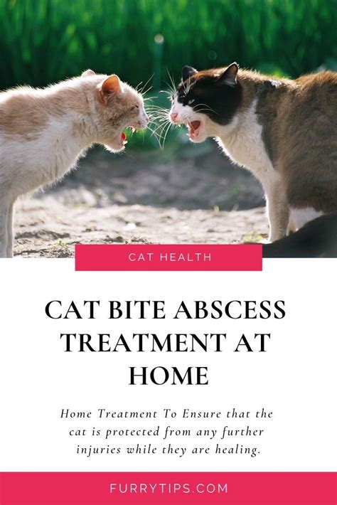 Cat Wound Healing Stages Pictures Alikruwreese