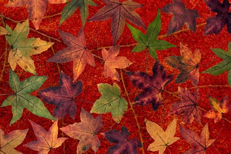 Leaves Tree Autumn · Free Photo On Pixabay