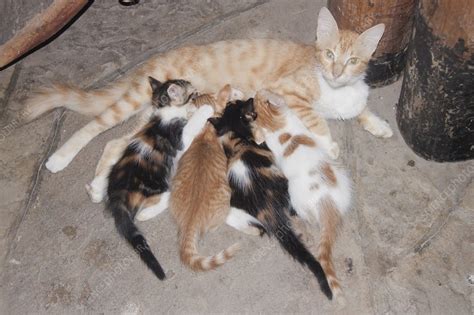 Litter Of Kittens With Mother Stock Image C0145229 Science Photo