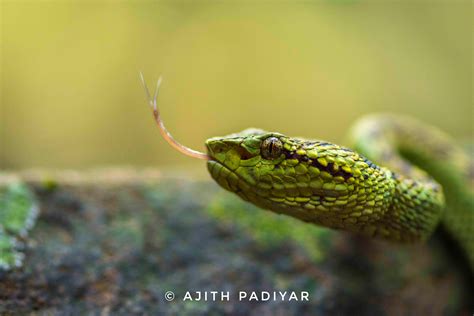 A Portrait Of The Endemic Malabar Pit Viper From Western Ghats Of India