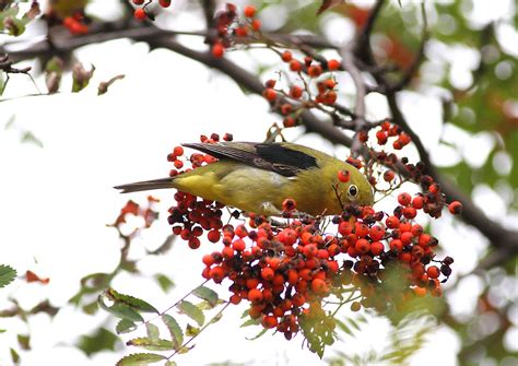 Ann Brokelman Photography Female Scarlet Tanager Plus One Juvenile At