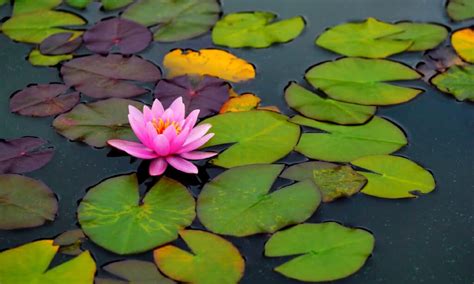 Water Lilies Vs Lotus Flowers Whats The Difference