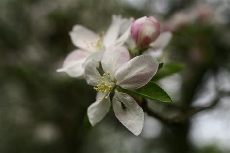 Spring Apple Tree Flower Trees Free Nature Pictures By Forestwander