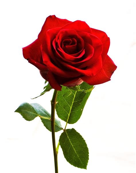 20 gambar foto bunga mawar merah ayeey com gambar bunga mawar, 20 gambar bunga mawar merah bunga mawar merah identik dengan simbol kasih lukisan 3d bunga mawar name sumber : Setangkai Bunga Mawar Pink - ClipArt Best