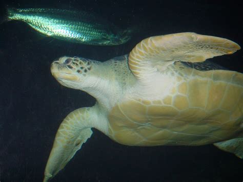 The Online Zoo Green Sea Turtle