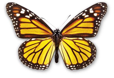Top 108 Is A Butterfly An Animal